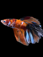 Load image into Gallery viewer, Male Rosetail - Galaxy #1580 - Live Betta Fish
