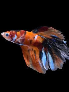 Male Rosetail - Galaxy #1580 - Live Betta Fish