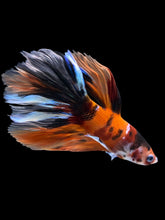 Load image into Gallery viewer, Male Rosetail - Galaxy #1580 - Live Betta Fish
