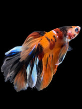 Load image into Gallery viewer, Male Rosetail - Galaxy #1580 - Live Betta Fish
