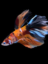 Load image into Gallery viewer, Male Rosetail - Galaxy #1580 - Live Betta Fish
