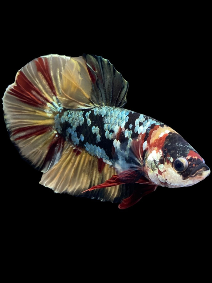 Male Halfmoon Plakat - Nemo Avatar #1582 - Live Betta Fish