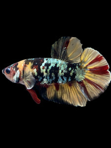Male Halfmoon Plakat - Nemo Avatar #1582 - Live Betta Fish