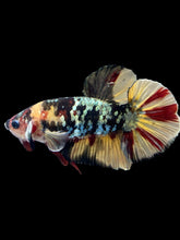 Load image into Gallery viewer, Male Halfmoon Plakat - Nemo Avatar #1582 - Live Betta Fish
