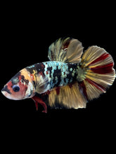 Load image into Gallery viewer, Male Halfmoon Plakat - Nemo Avatar #1582 - Live Betta Fish
