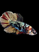 Load image into Gallery viewer, Male Halfmoon Plakat - Nemo Avatar #1582 - Live Betta Fish
