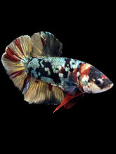 Load image into Gallery viewer, Male Halfmoon Plakat - Nemo Avatar #1582 - Live Betta Fish
