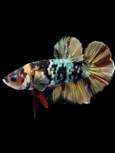 Load image into Gallery viewer, Male Halfmoon Plakat - Nemo Avatar #1582 - Live Betta Fish
