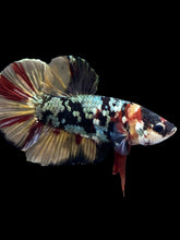 Load image into Gallery viewer, Male Halfmoon Plakat - Nemo Avatar #1582 - Live Betta Fish
