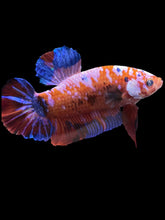 Load image into Gallery viewer, GIANT Male Halfmoon Plakat - Galaxy #1583 - Live Betta Fish
