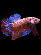 Load image into Gallery viewer, GIANT Male Halfmoon Plakat - Galaxy #1583 - Live Betta Fish
