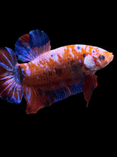 Load image into Gallery viewer, GIANT Male Halfmoon Plakat - Galaxy #1583 - Live Betta Fish
