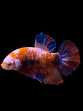 Load image into Gallery viewer, GIANT Male Halfmoon Plakat - Galaxy #1583 - Live Betta Fish
