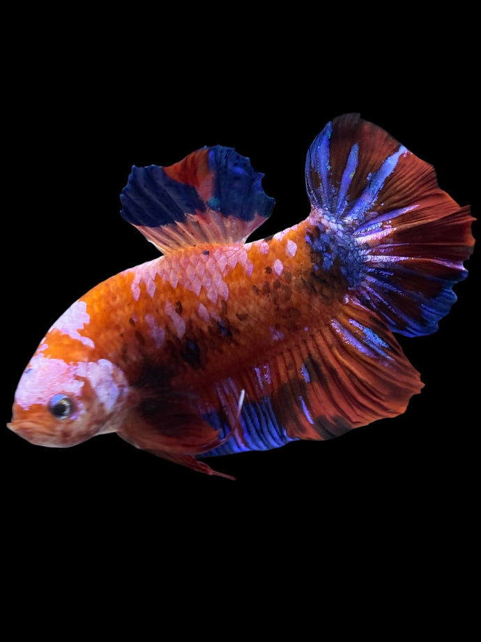 GIANT Male Halfmoon Plakat - Galaxy #1583 - Live Betta Fish