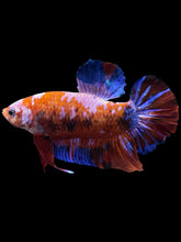 Load image into Gallery viewer, GIANT Male Halfmoon Plakat - Galaxy #1583 - Live Betta Fish
