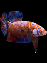 Load image into Gallery viewer, GIANT Male Halfmoon Plakat - Galaxy #1583 - Live Betta Fish
