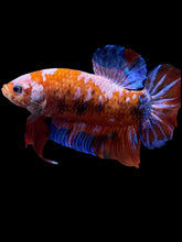 Load image into Gallery viewer, GIANT Male Halfmoon Plakat - Galaxy #1583 - Live Betta Fish
