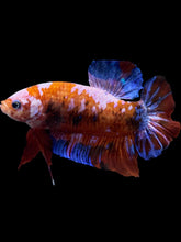 Load image into Gallery viewer, GIANT Male Halfmoon Plakat - Galaxy #1583 - Live Betta Fish
