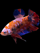 Load image into Gallery viewer, GIANT Male Halfmoon Plakat - Galaxy #1583 - Live Betta Fish
