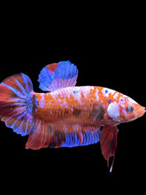 Load image into Gallery viewer, GIANT Male Halfmoon Plakat - Galaxy #1583 - Live Betta Fish

