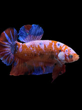 Load image into Gallery viewer, GIANT Male Halfmoon Plakat - Galaxy #1583 - Live Betta Fish
