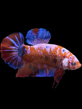 Load image into Gallery viewer, GIANT Male Halfmoon Plakat - Galaxy #1583 - Live Betta Fish
