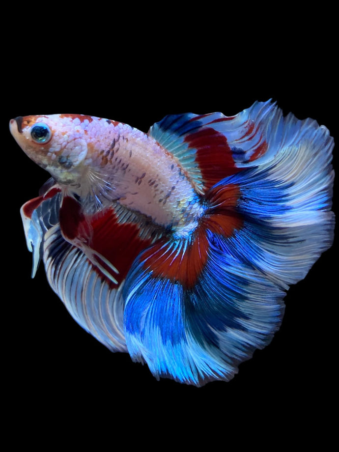 Male Fullmoon - Fancy Dragon #1584 - Live Betta Fish