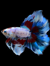 Load image into Gallery viewer, Male Fullmoon - Fancy Dragon #1584 - Live Betta Fish
