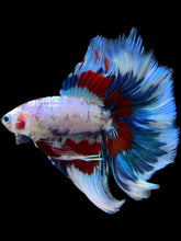 Load image into Gallery viewer, Male Fullmoon - Fancy Dragon #1584 - Live Betta Fish
