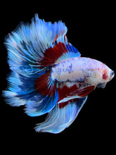 Load image into Gallery viewer, Male Fullmoon - Fancy Dragon #1584 - Live Betta Fish
