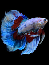 Load image into Gallery viewer, Male Fullmoon - Fancy Dragon #1584 - Live Betta Fish
