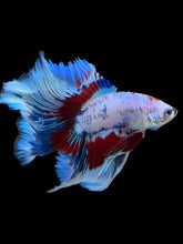 Load image into Gallery viewer, Male Fullmoon - Fancy Dragon #1584 - Live Betta Fish
