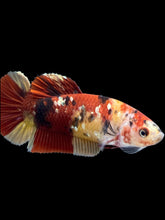 Load image into Gallery viewer, Female Halfmoon Plakat - Nemo Copper #1586 - Live Betta Fish
