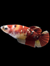 Load image into Gallery viewer, Female Halfmoon Plakat - Nemo Copper #1586 - Live Betta Fish
