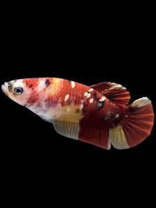 Female Halfmoon Plakat - Nemo Copper #1586 - Live Betta Fish