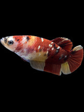 Load image into Gallery viewer, Female Halfmoon Plakat - Nemo Copper #1586 - Live Betta Fish
