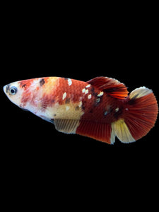 Female Halfmoon Plakat - Nemo Copper #1586 - Live Betta Fish