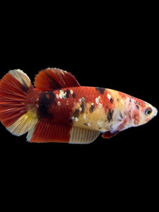 Female Halfmoon Plakat - Nemo Copper #1586 - Live Betta Fish