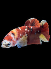 Load image into Gallery viewer, Female Halfmoon Plakat - Nemo Copper #1586 - Live Betta Fish
