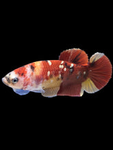Load image into Gallery viewer, Female Halfmoon Plakat - Nemo Copper #1586 - Live Betta Fish
