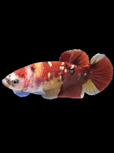 Female Halfmoon Plakat - Nemo Copper #1586 - Live Betta Fish