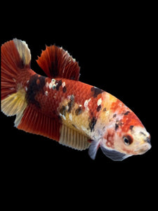 Female Halfmoon Plakat - Nemo Copper #1586 - Live Betta Fish