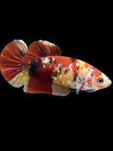 Load image into Gallery viewer, Female Halfmoon Plakat - Nemo Copper #1586 - Live Betta Fish
