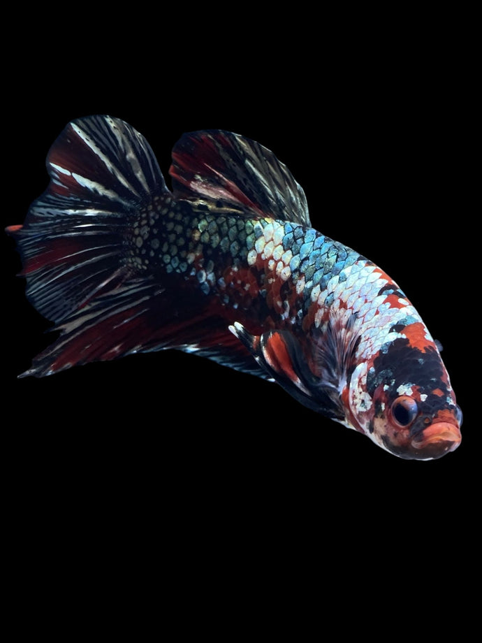 GIANT Male Halfmoon Plakat - Red Koi Copper #1587 - Live Betta Fish