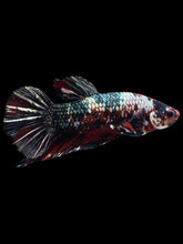 Load image into Gallery viewer, GIANT Male Halfmoon Plakat - Red Koi Copper #1587 - Live Betta Fish
