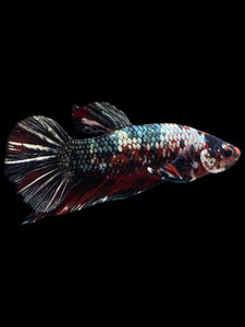 GIANT Male Halfmoon Plakat - Red Koi Copper #1587 - Live Betta Fish