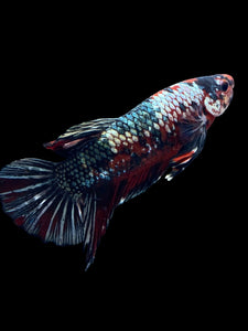 GIANT Male Halfmoon Plakat - Red Koi Copper #1587 - Live Betta Fish