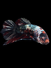 Load image into Gallery viewer, GIANT Male Halfmoon Plakat - Red Koi Copper #1587 - Live Betta Fish
