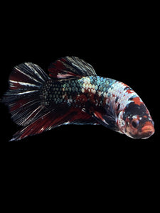 GIANT Male Halfmoon Plakat - Red Koi Copper #1587 - Live Betta Fish