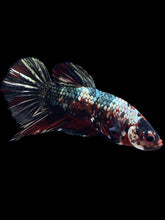 Load image into Gallery viewer, GIANT Male Halfmoon Plakat - Red Koi Copper #1587 - Live Betta Fish
